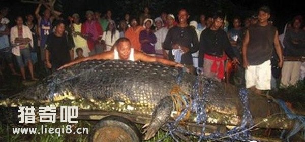 世界上最大的鳄鱼诞生 说说世界上最大的鳄鱼有多大