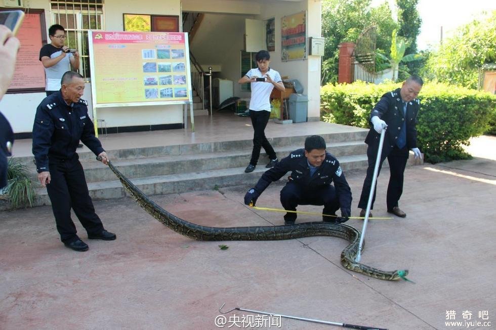 施工队修公路现百岁蟒蛇 盘点世界恐怖巨型动物