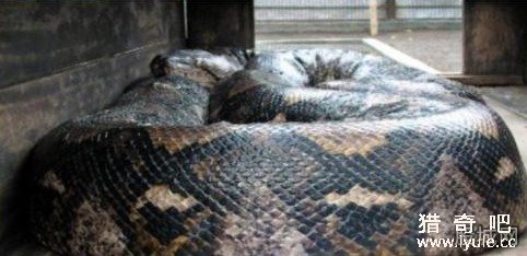 修公路现百岁蟒蛇可活吞人 盘点世界恐怖巨型动物