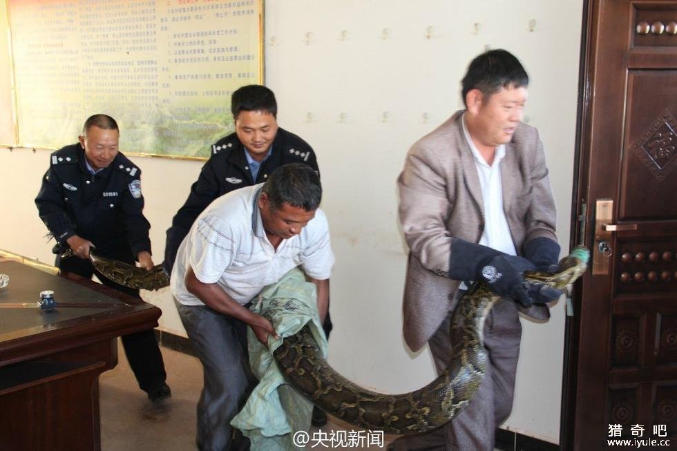 施工队修公路现百岁蟒蛇 盘点世界恐怖巨型动物