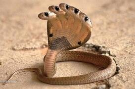 罕见的五头蛇图片 五头蛇是真的吗