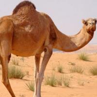 骆驼有几个胃？骆驼胃的争议有哪些？