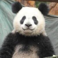 大熊猫长相潦草走红，不管怎样我还是团宠！!