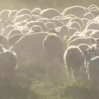 550只羊被雷劈死，雷电如何杀死一群动物？