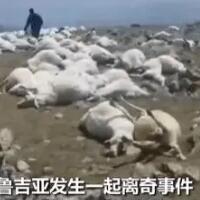 550只羊吃草时被雷瞬间劈死，跨步电压造成的后果！