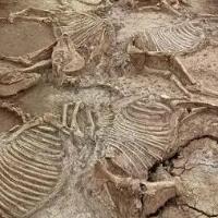 三门峡发现600多座古墓葬，已出土文物2300多件！